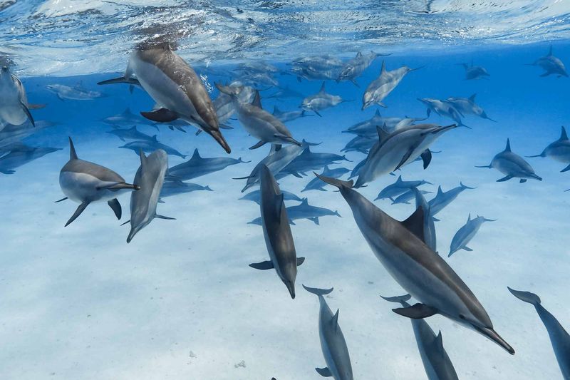 Samadai Reef, Egypt - Spinner Dolphin Playground