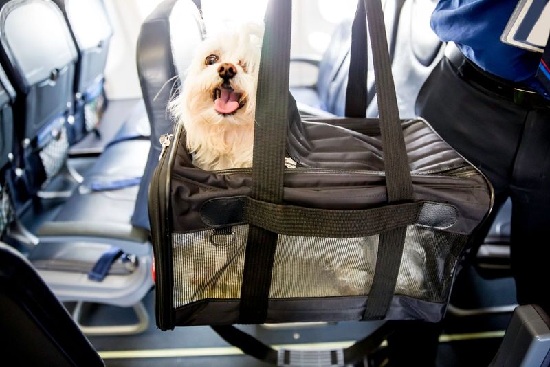 Pet Travel Options