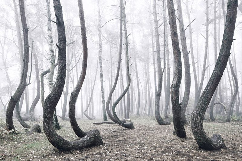 The Upside-Down Forest – Poland