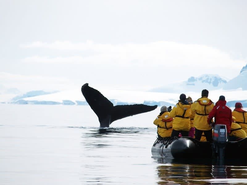 Antarctic Wildlife Expedition