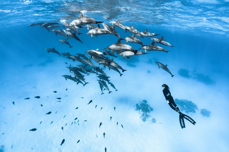 Red Sea, Egypt - Swimming Among Pods of Hundreds