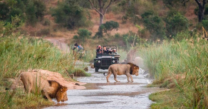 South Africa – Safari Thrills and City Life on a Budget