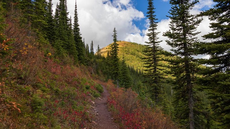 Huckleberry Trail – Glacier National Park's Grizzly Highway