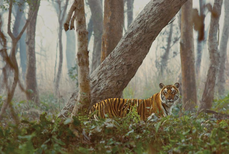 Dudhwa National Park - Terai Grassland Tigers