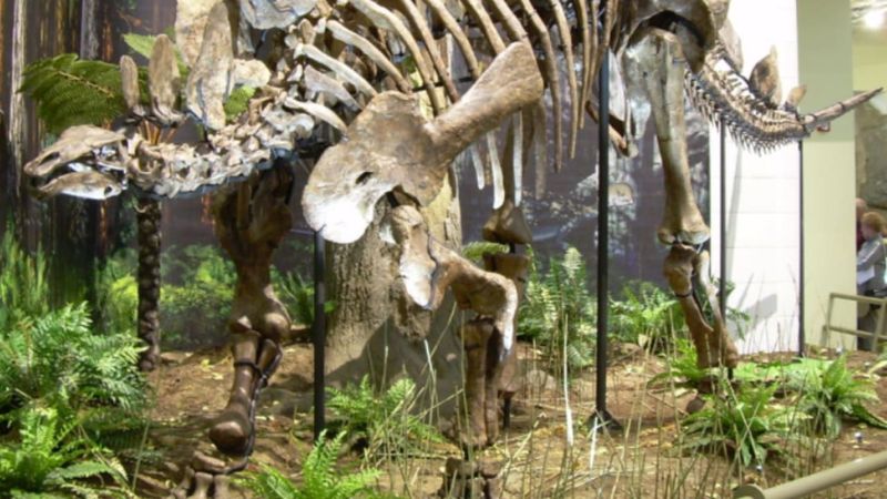 American Museum of Natural History (NYC)