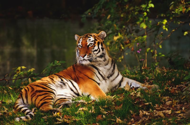 Mudumalai National Park - Tigers in Nilgiri Hills