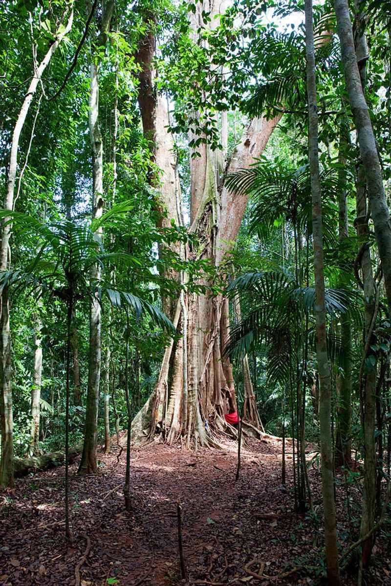 Koh Kood's Untouched Jungle