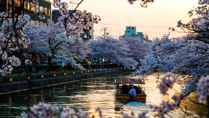 Cherry Blossom Season in Japan