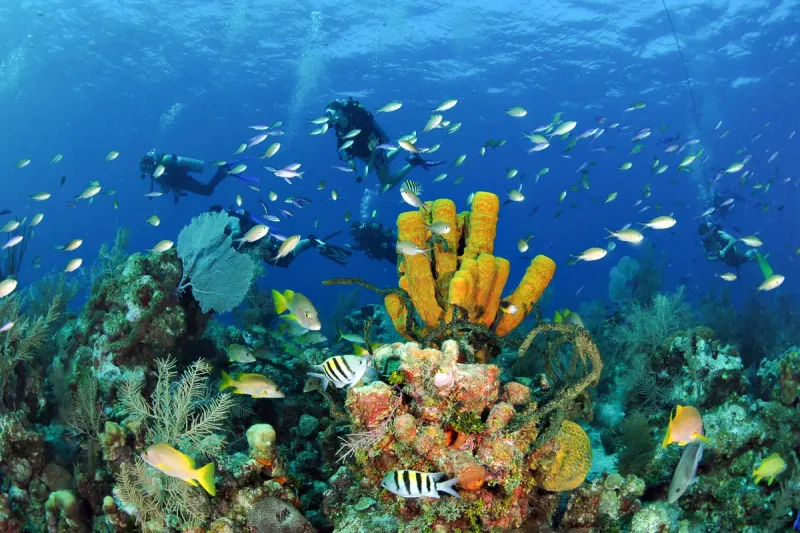 Diverse Marine Life