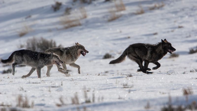 America's Wildest Wildlife Sanctuary