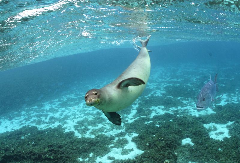 Pearl and Hermes Atoll