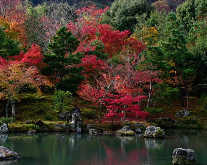 Tenryu-ji Temple When Kaede Momiji (Maple Leaves Turn Red)