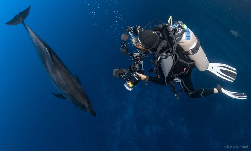 Socorro Island, Mexico - Giant Pacific Dolphins