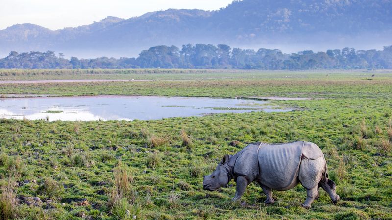 Kaziranga National Park, Assam