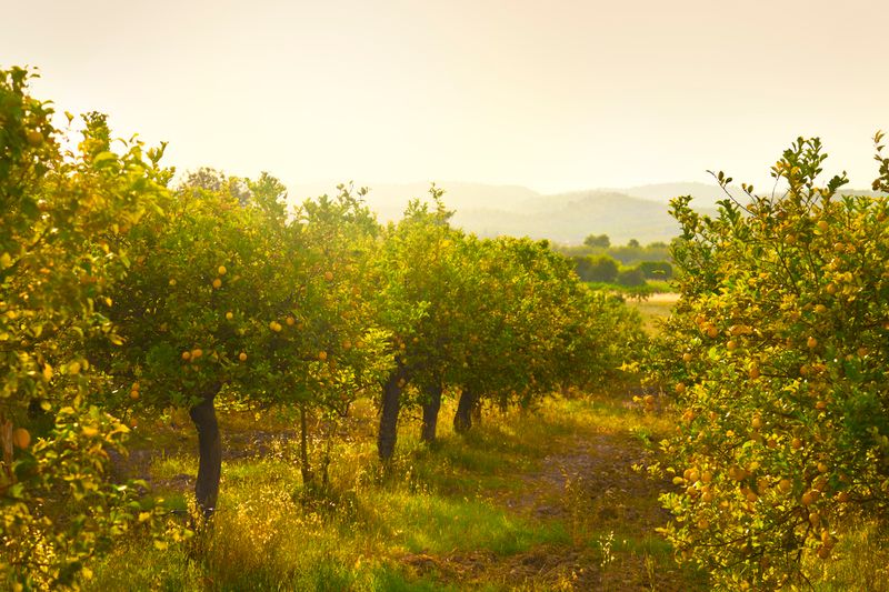 Citrus Groves of Sicily, Italy