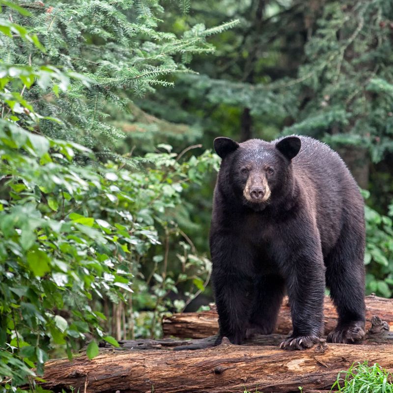 Black Bears Thrive Where Grizzlies Once Roamed