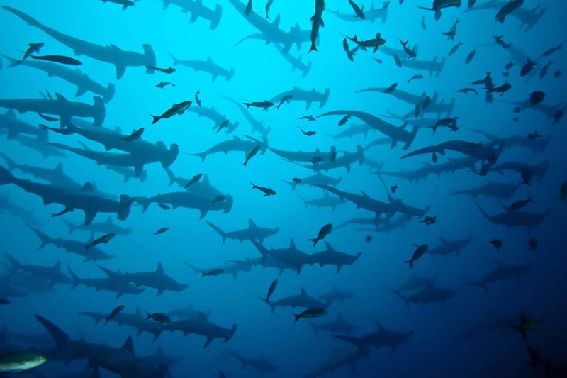 Cocos Island, Costa Rica