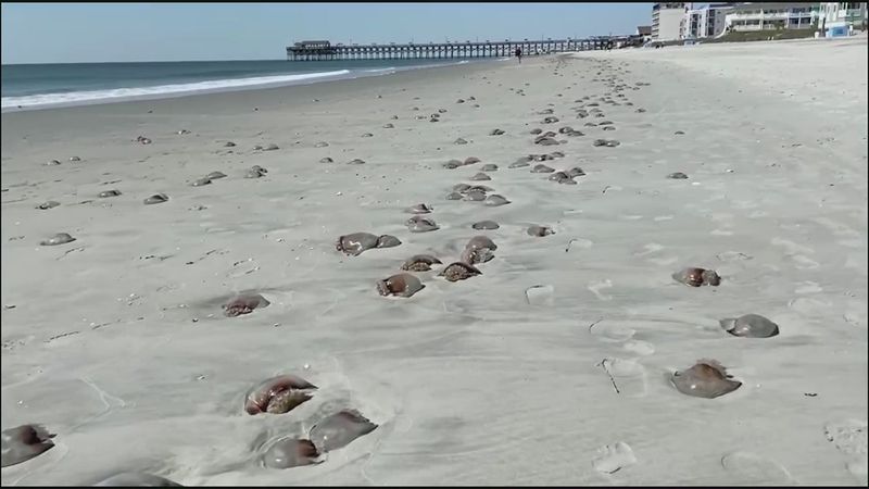 Myrtle Beach, South Carolina