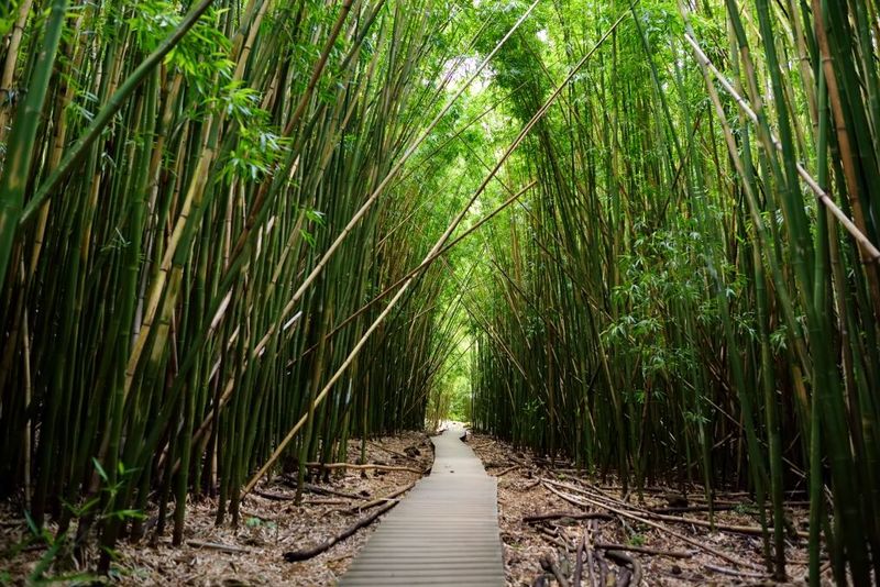 Navigating the Bamboo Grove