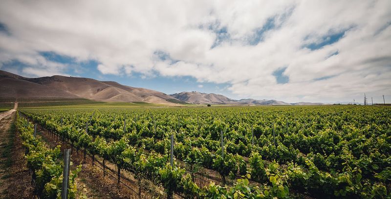 Santa Maria Valley Wine Trail