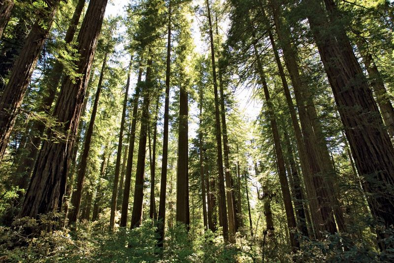 Redwood National and State Parks, USA