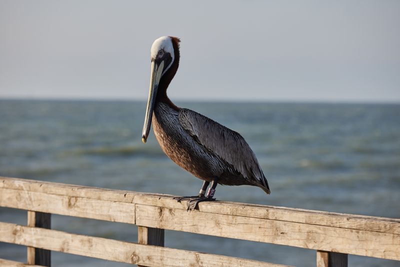 Spectacular Bird Watching Paradise