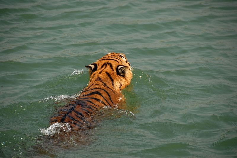 Sundarbans National Park - Swimming Tigers of the Mangroves