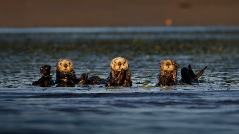 Natural Estuary & Wildlife Haven