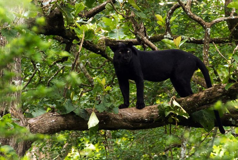 Nagarhole National Park - Kabini's Legendary Black Panther Territory