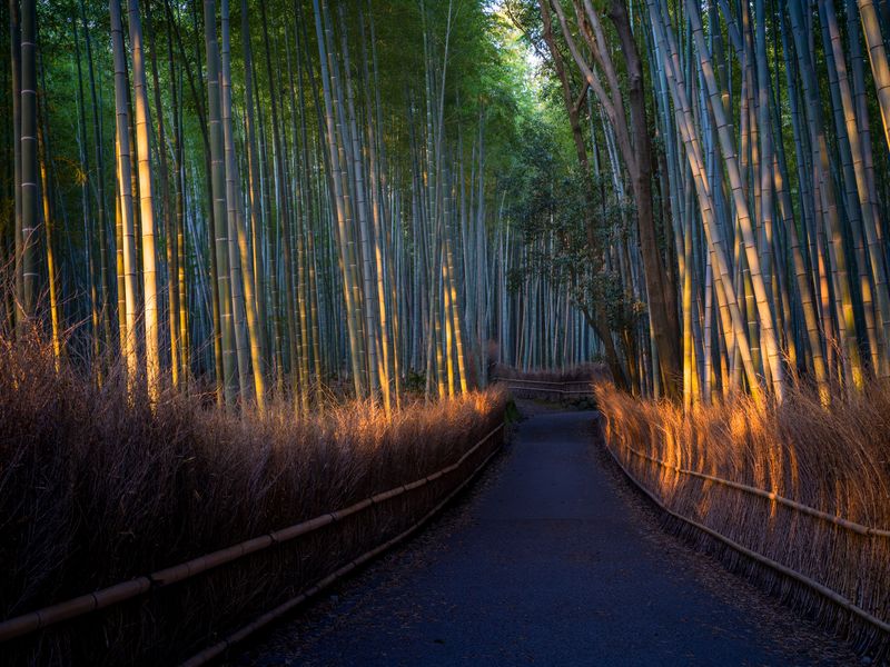 Arashiyama Bamboo Grove When Kiku No Hana Hiraku (Chrysanthemum Flowers Bloom)