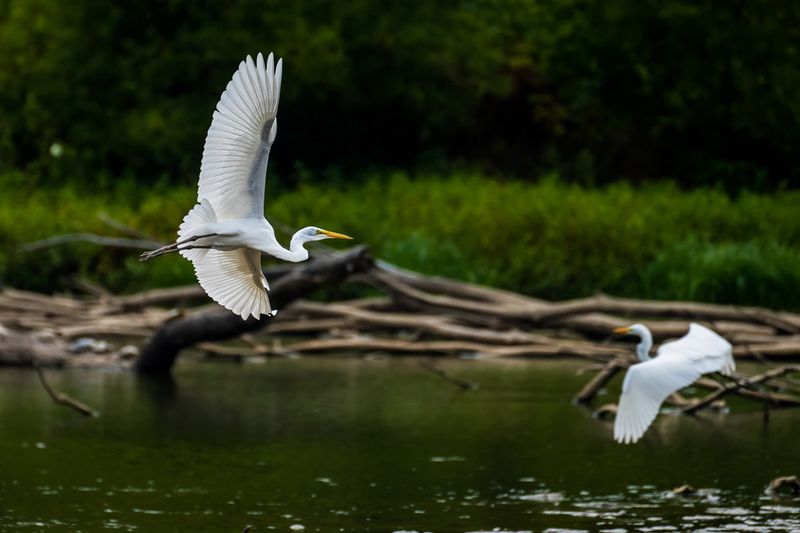 Bird Watching Expeditions