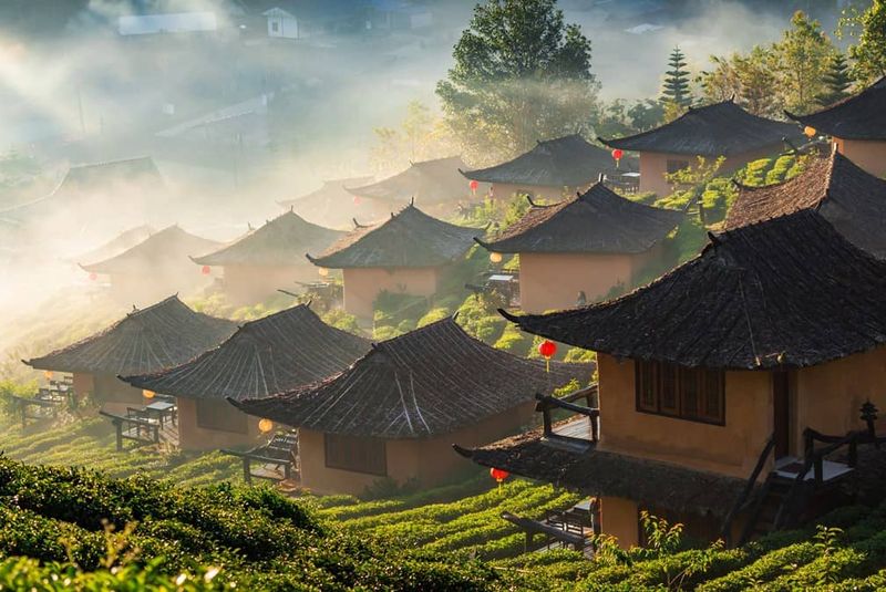 Ban Rak Thai's Tea Gardens