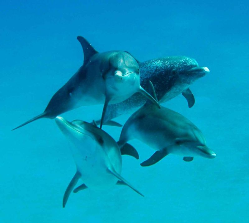 Mikura Island, Japan - Research and Recreation