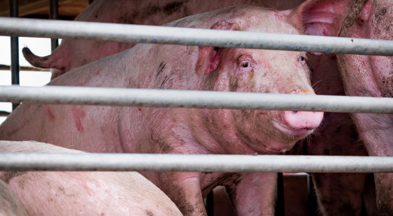 Ractopamine-Fed Meat