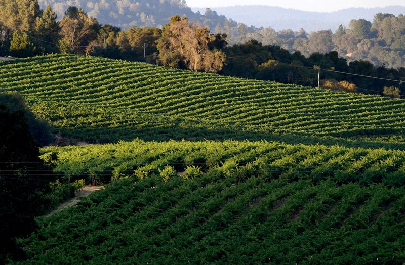 Amador County's Shenandoah Valley Wine Trail