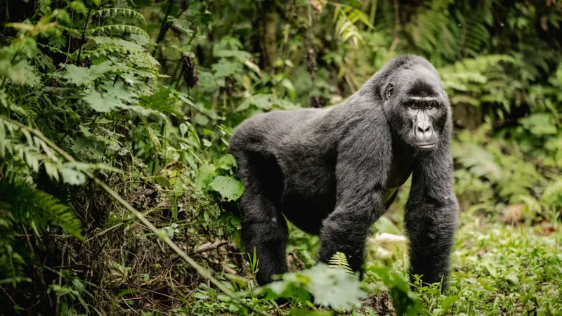 Bwindi Impenetrable Forest, Uganda