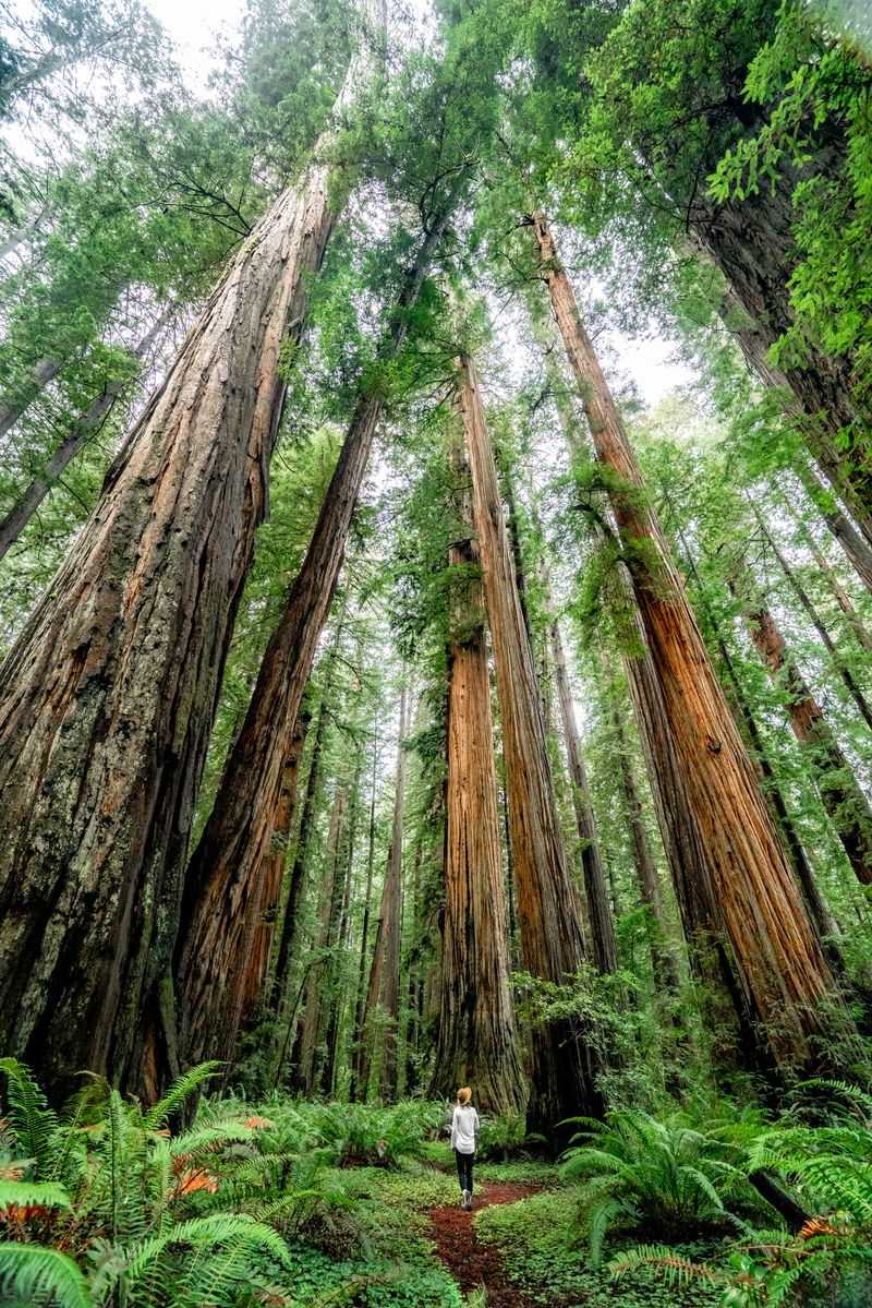 Redwood National and State Parks