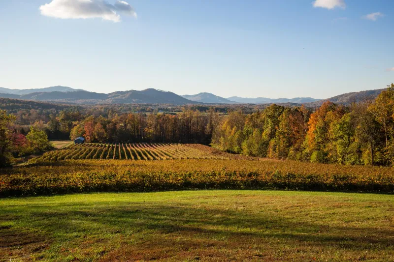 Flying Fox Vineyard – Bold Reds, Funky Labels