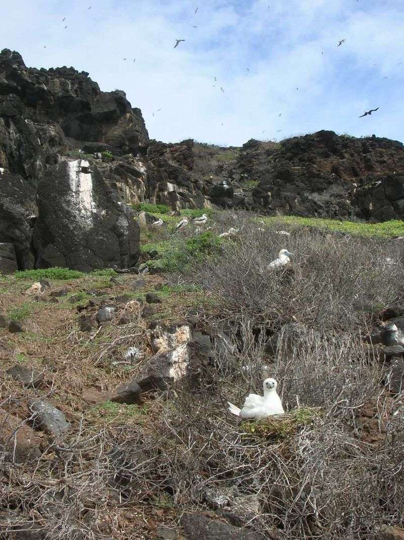 Moku Manu Seabird Sanctuary