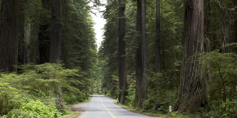 Humboldt Redwoods State Park – California