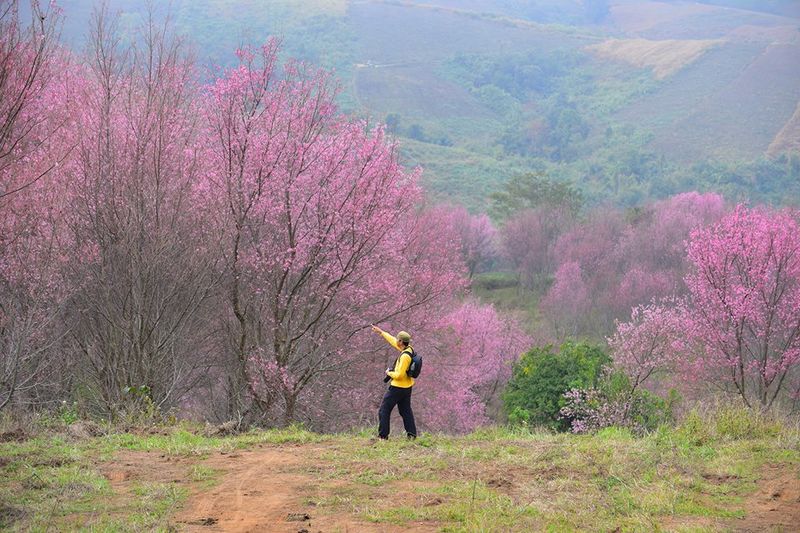 Loei's Enchanting Flower Fields
