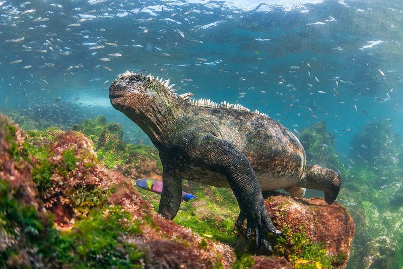 Galápagos Islands, Ecuador