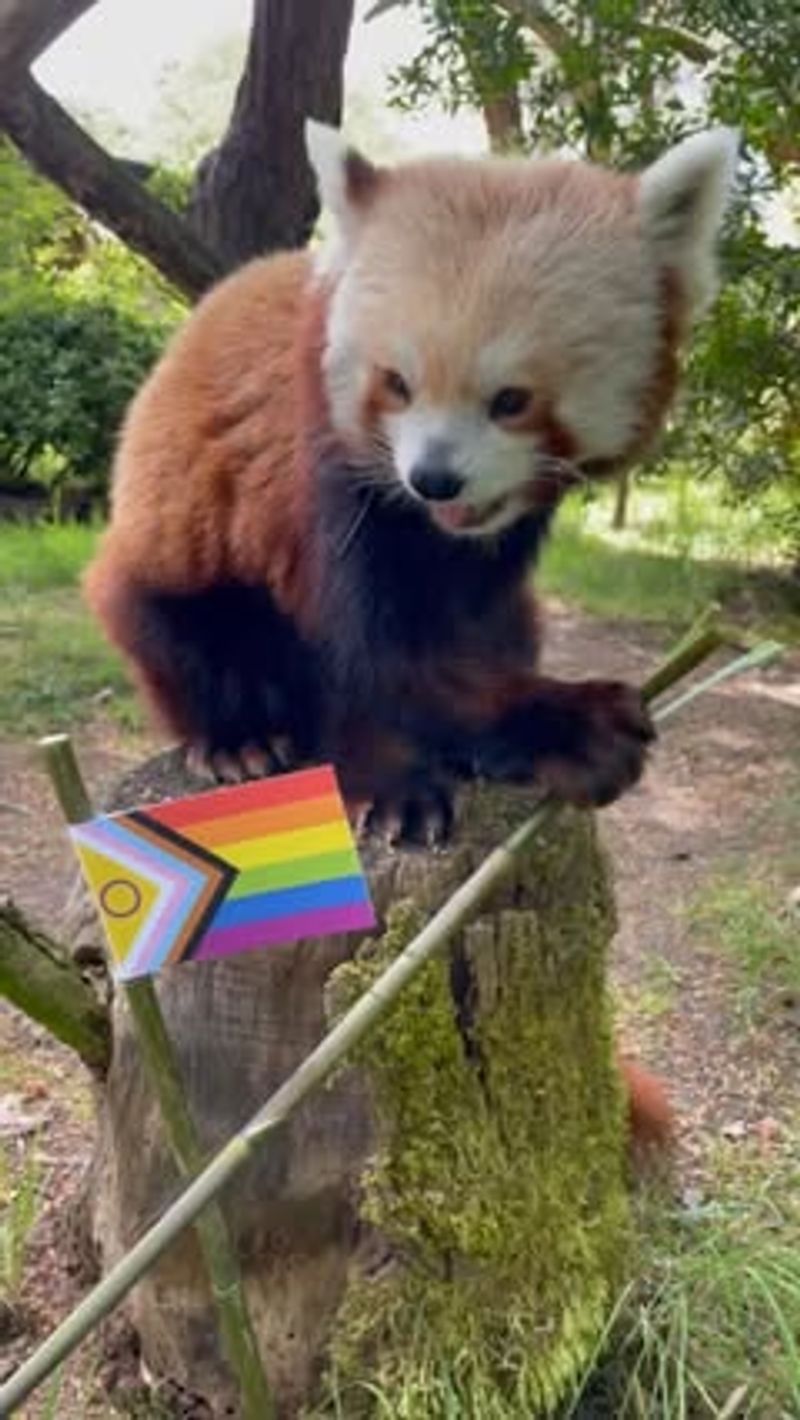 Pride-Themed Animal Kingdom Safari