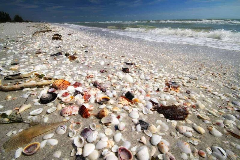 Shell-Hunting Paradise on Sanibel and Captiva Islands