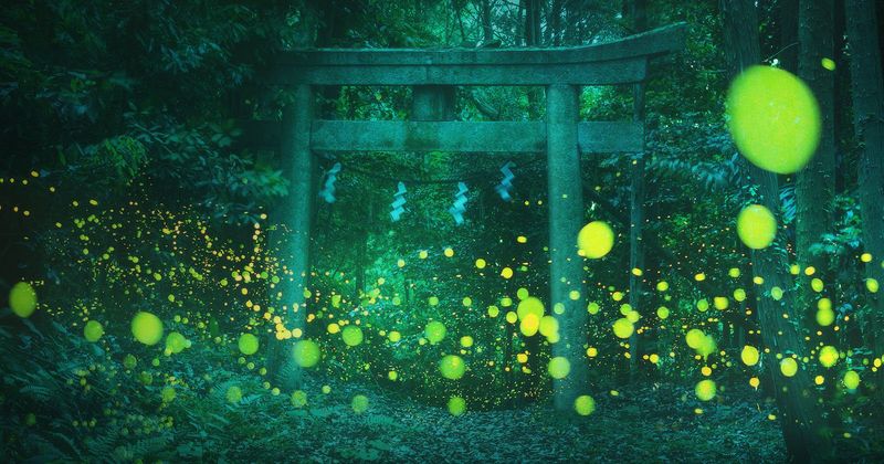 Synchronous Fireflies of Genji, Japan