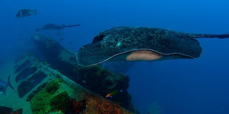 SS Yongala, Australia