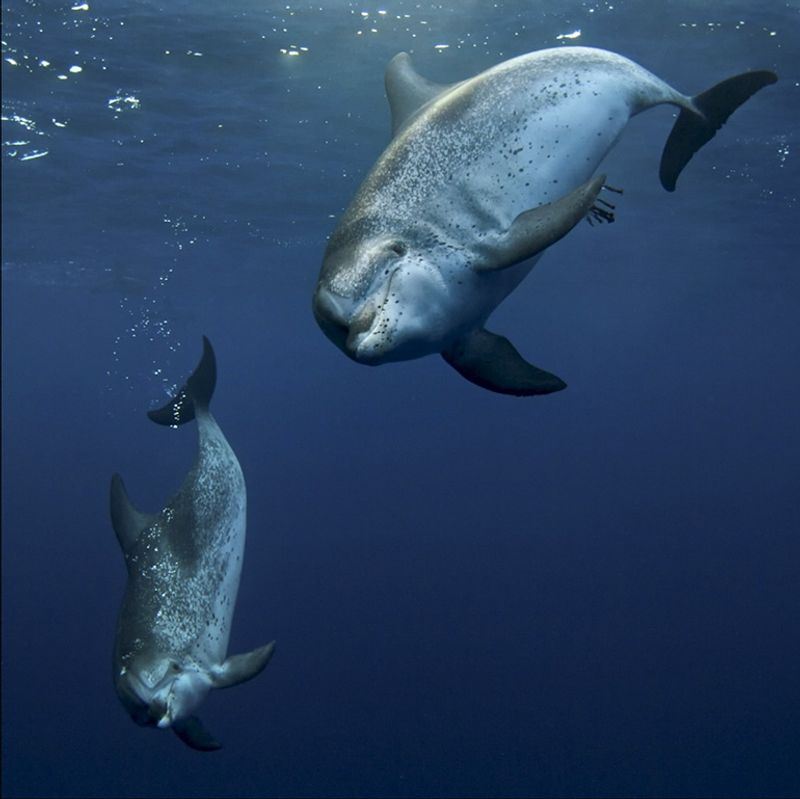 Pico Island, Azores - Deep Water Giants
