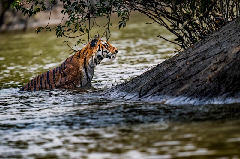 Sundarbans, West Bengal