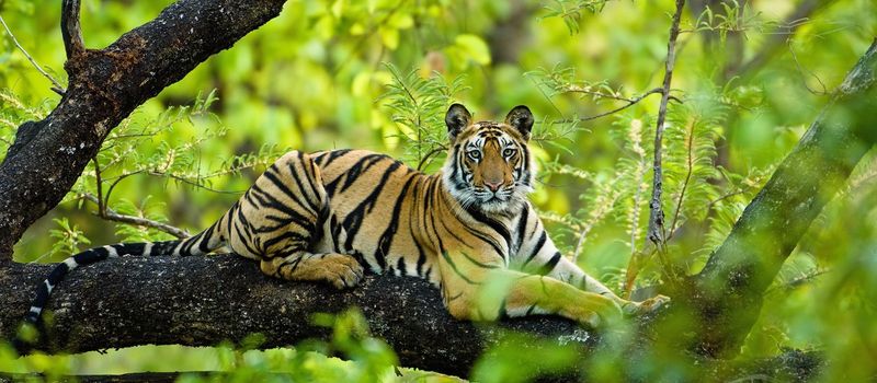 Bandhavgarh National Park - The Land of White Tigers