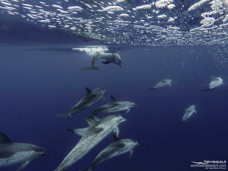 Azores, Portugal - Volcanic Waters and Rare Species
